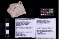 Foto (Objekt + Etiketten) von Gastrosacus tuberosiformus (Lörenthey in Lörenthey & Beurlen, 1929) (NHMW-GEO-1990-0041-0469)